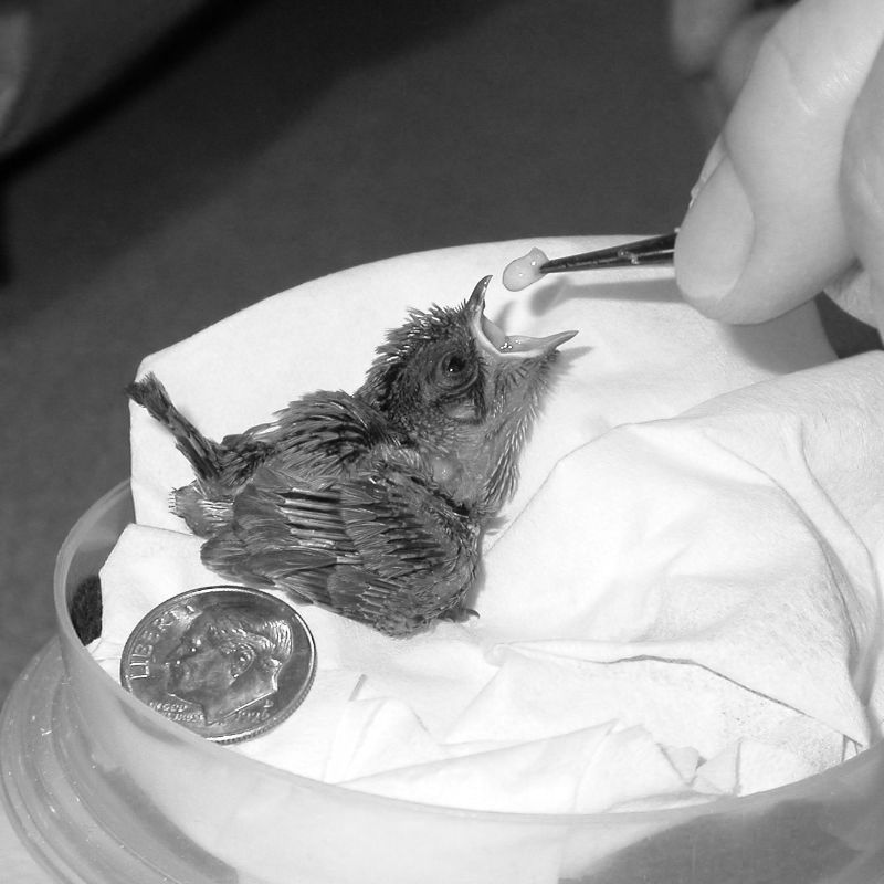 Nestling being fed at Wildlife Rescue Inc., of New Mexico