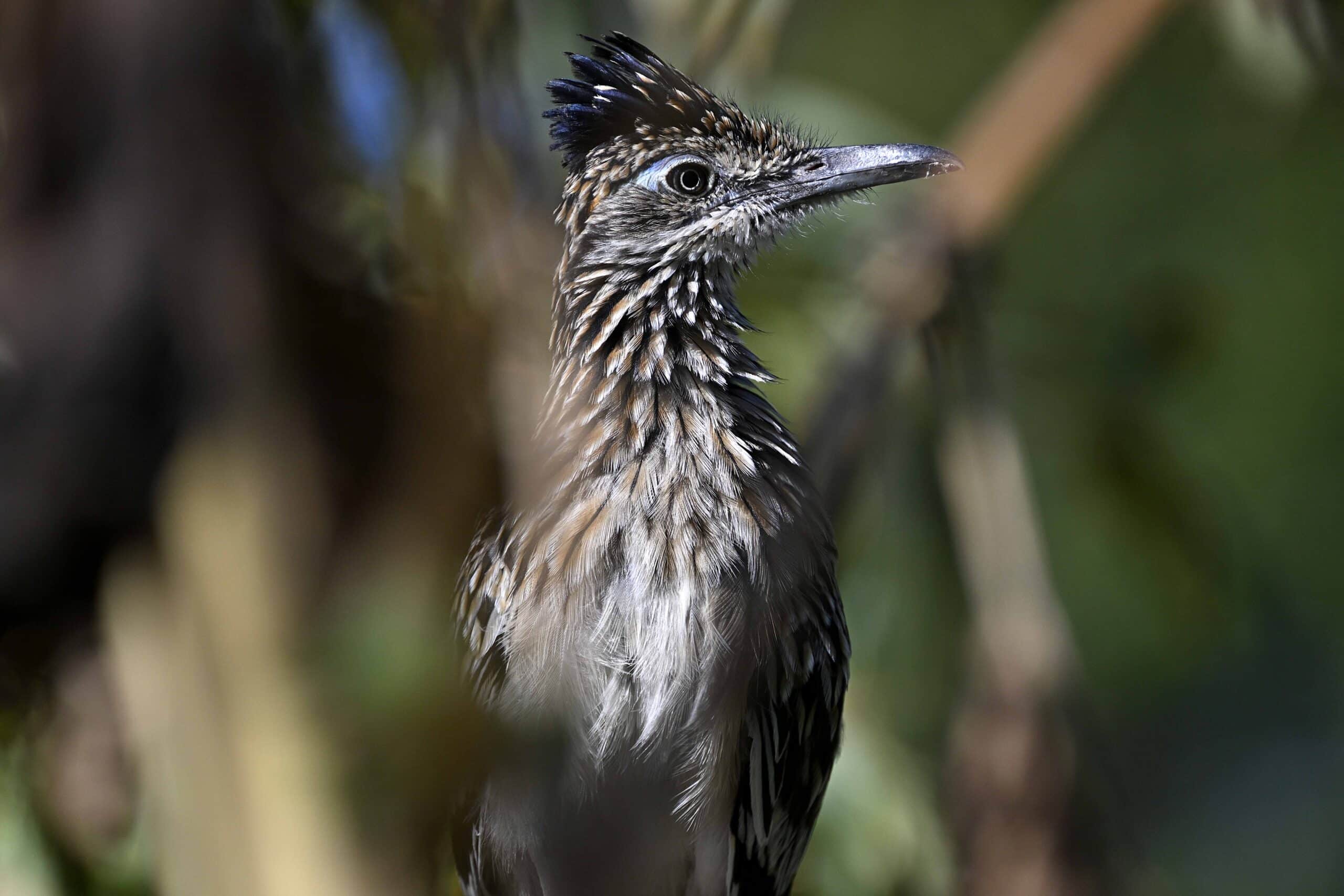 A roadrunner in the New Mexico desert