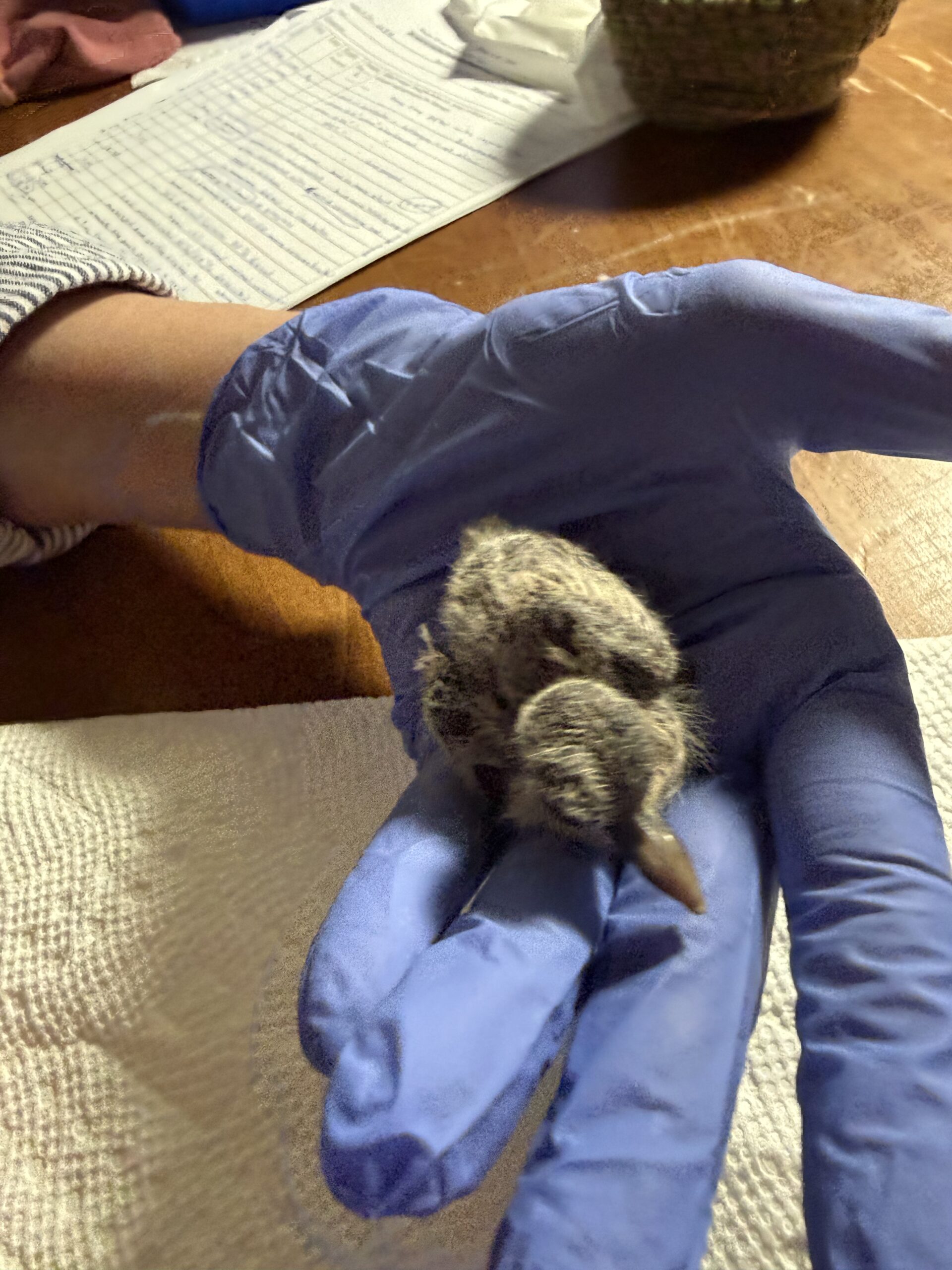 A volunteer holding a rescued bird at the clinic