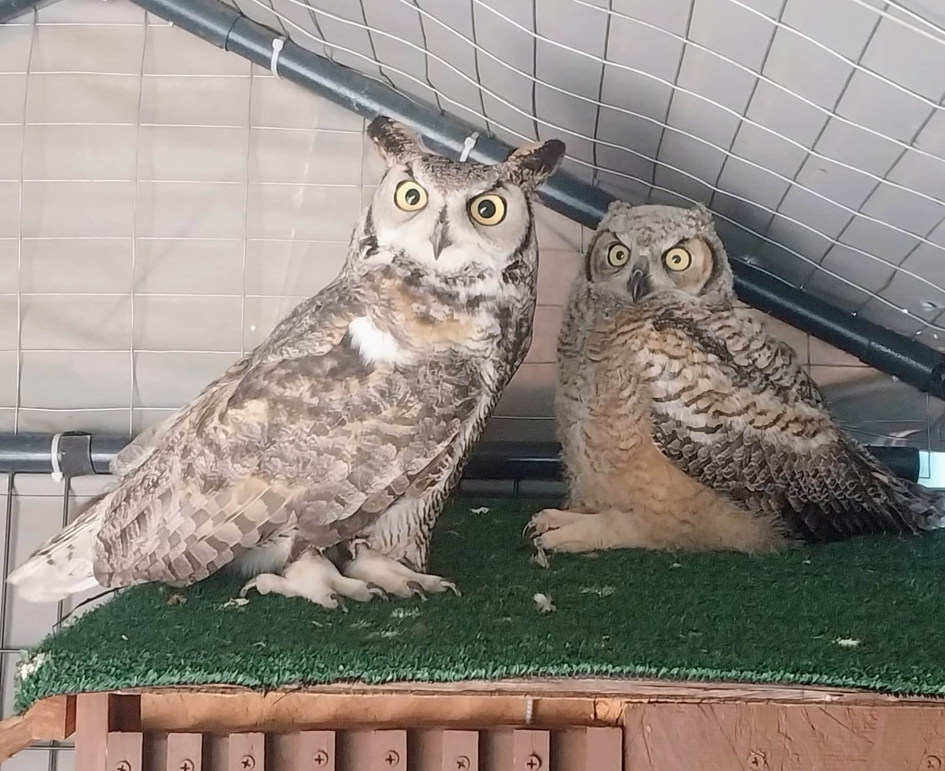 Two young owls being cared for at the clinic
