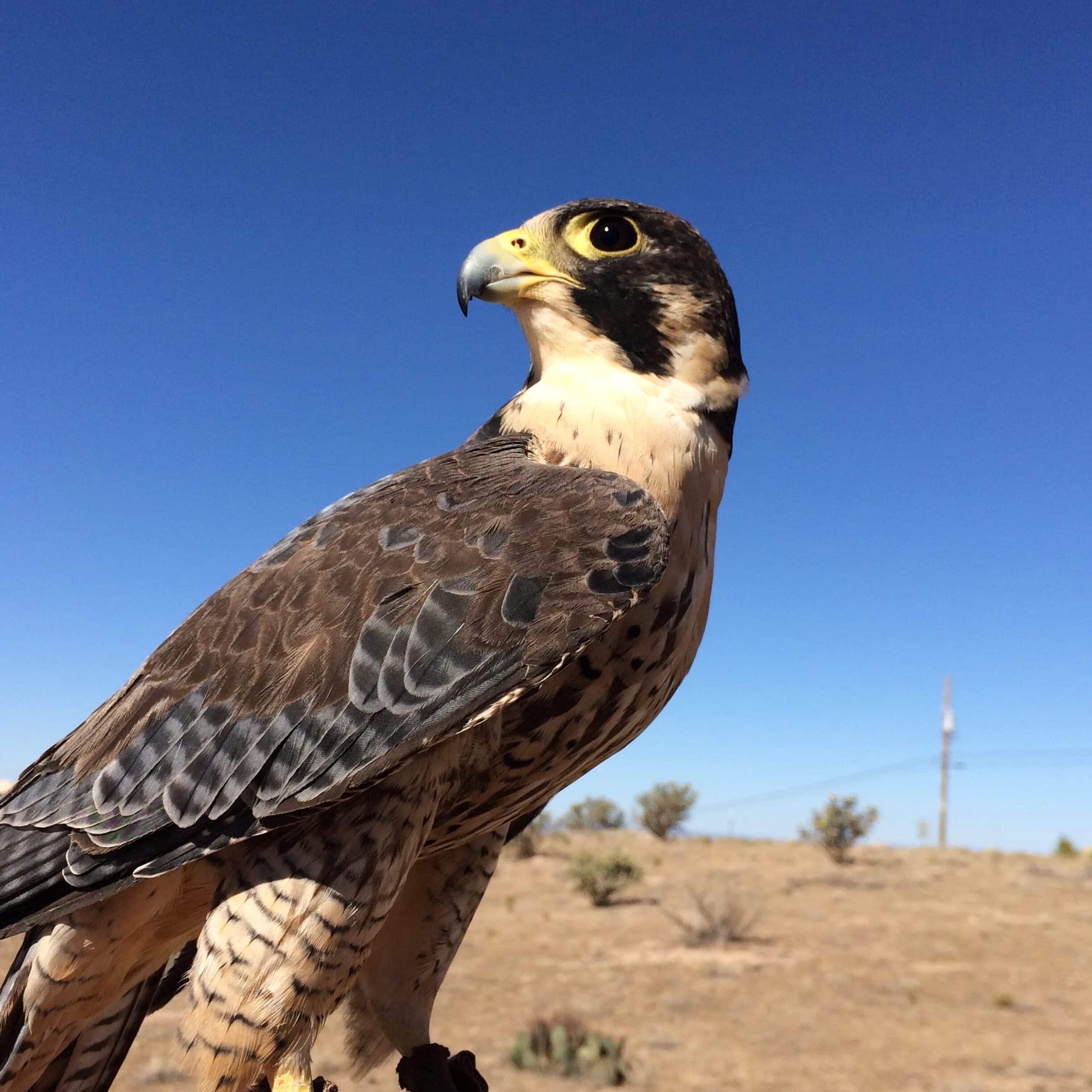 A falcon perched against a clear New Mexico sky